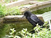 Corbeau noir se baignant (Photo F. Mrugala) (1)